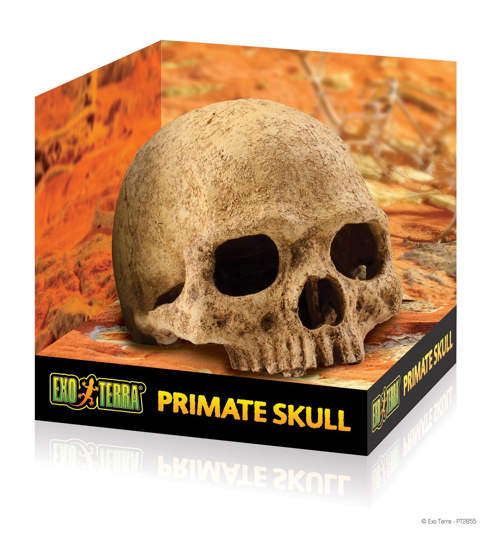 Exo Terra - Décoration Crâne Primate Skull pour Terrarium