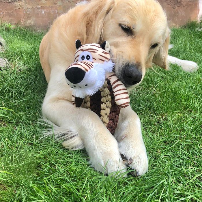 Zoo friends Tim tigre anneau 32x14,5x12cm brun