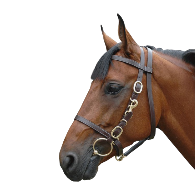 Canter - Bridon licol cheval large marron