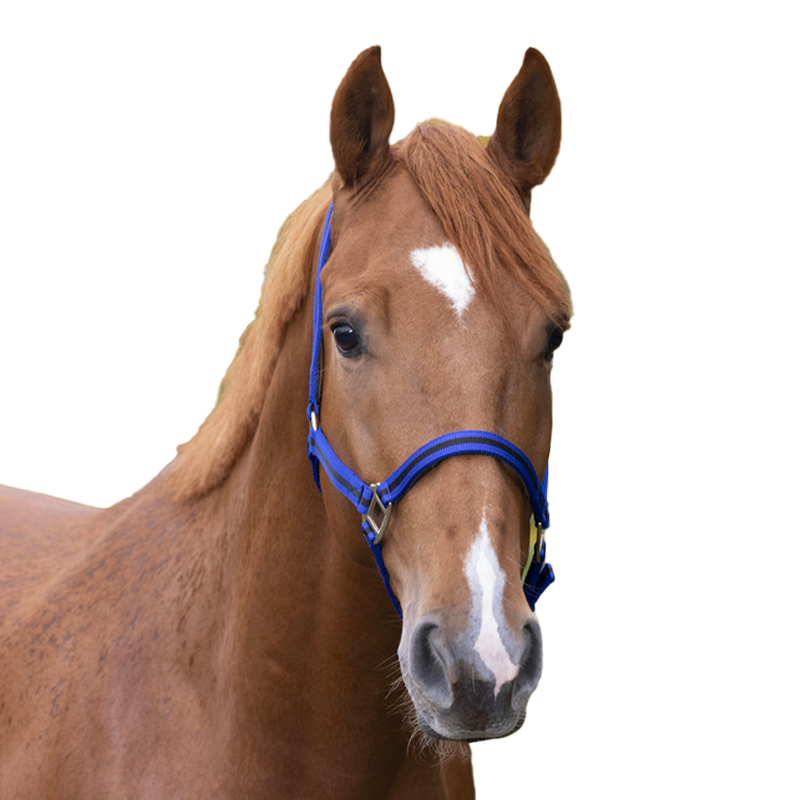 Norton - Licol nylon doublé cuir bleu/ noir