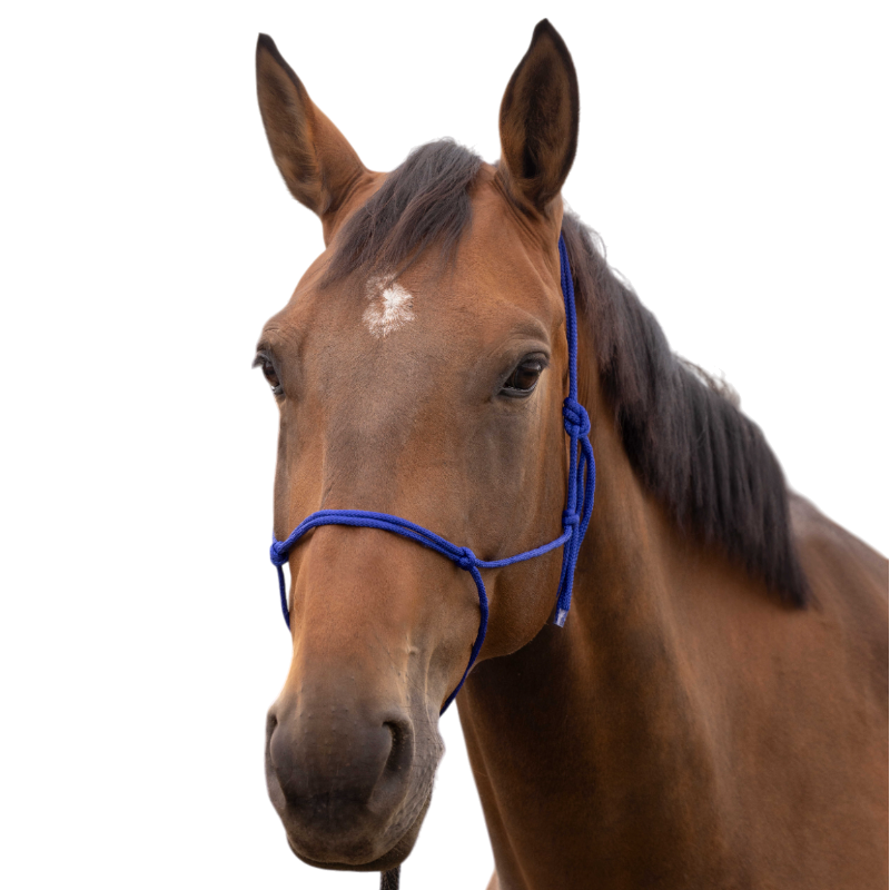 Norton - Licol éthologique doux bleu roi