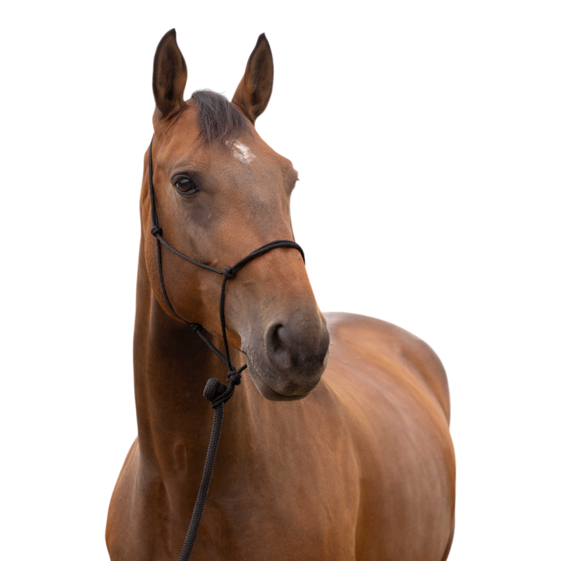 Norton - Licol éthologique doux poney noir