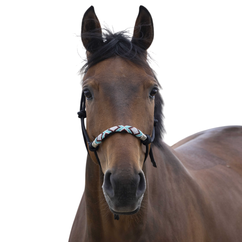 Norton - Licol ethologique pearl noir