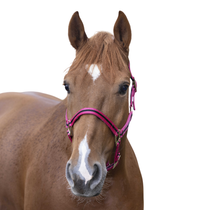 Norton - Licol nylon doublé cuir framboise/ noir