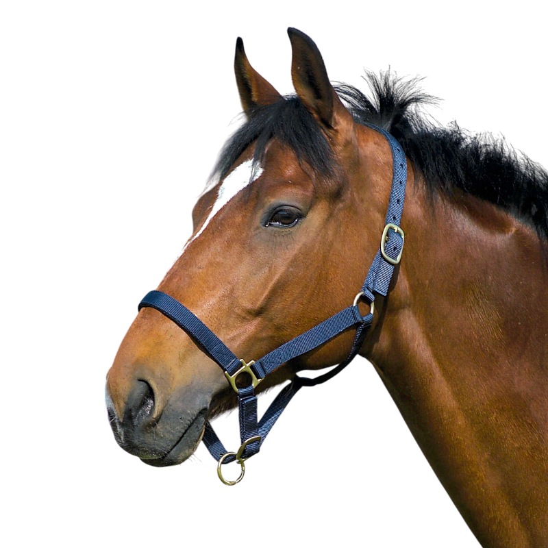 Norton - Licol nylon doublé cuir marine