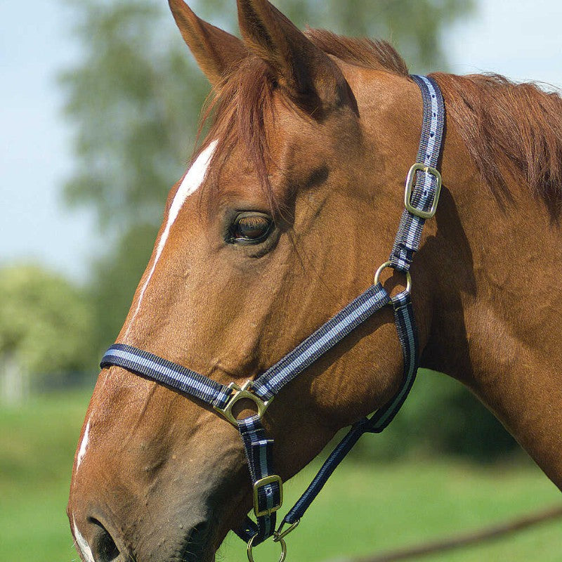 Norton - Licol nylon doublé cuir marine/ ciel