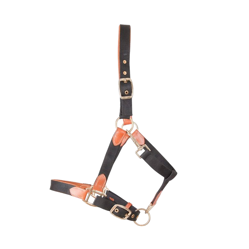 TdeT - Licol en cuir et sangle noir