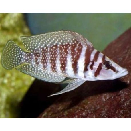 Altolamprologus calvus 3-4cm