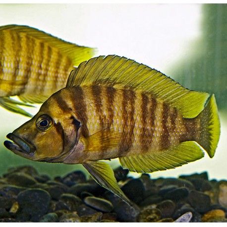 Altolamprologus compressiceps Gold 5-7cm
