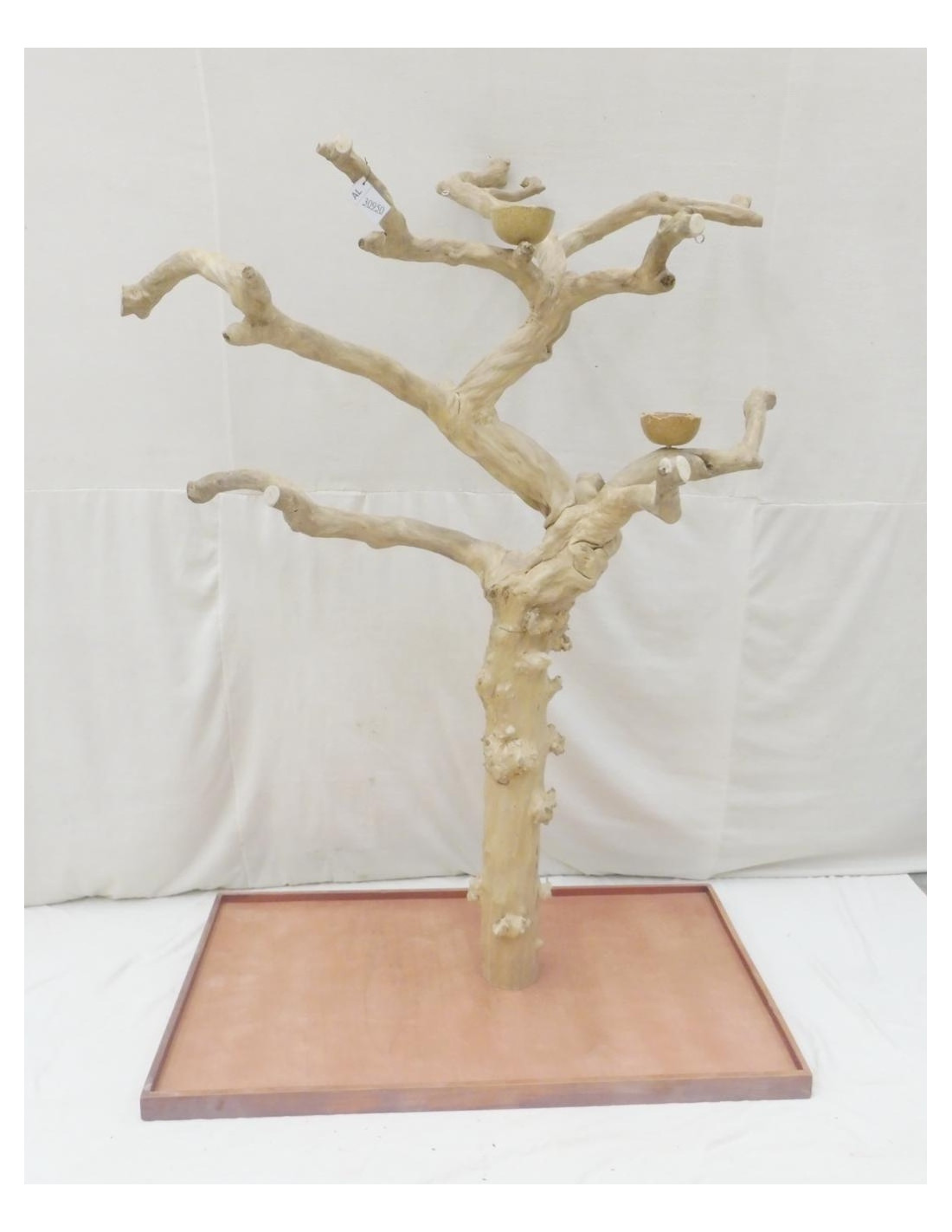 Arbre Java Grand Ara Militaire