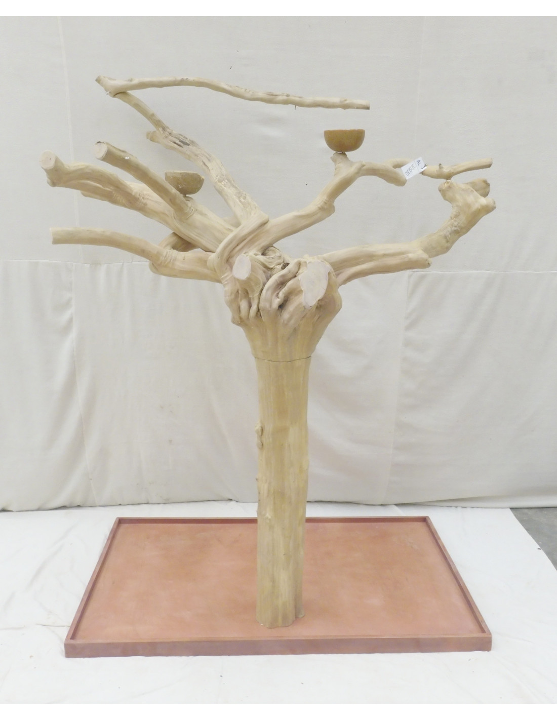 Arbre Java Grand Ara Violet Bois de Caféier