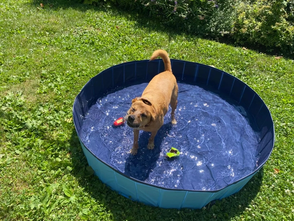 Piscine pour chien, 80 x 20 cm