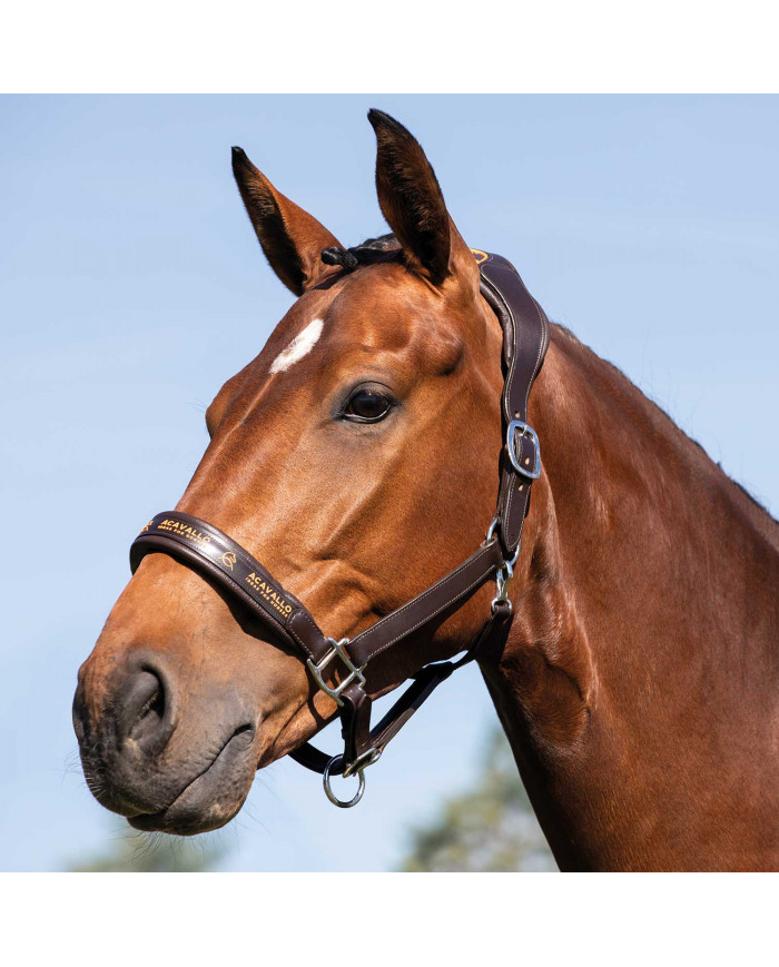 Licol en cuir W ergonomique Pollguard Doublure en cuir de veau