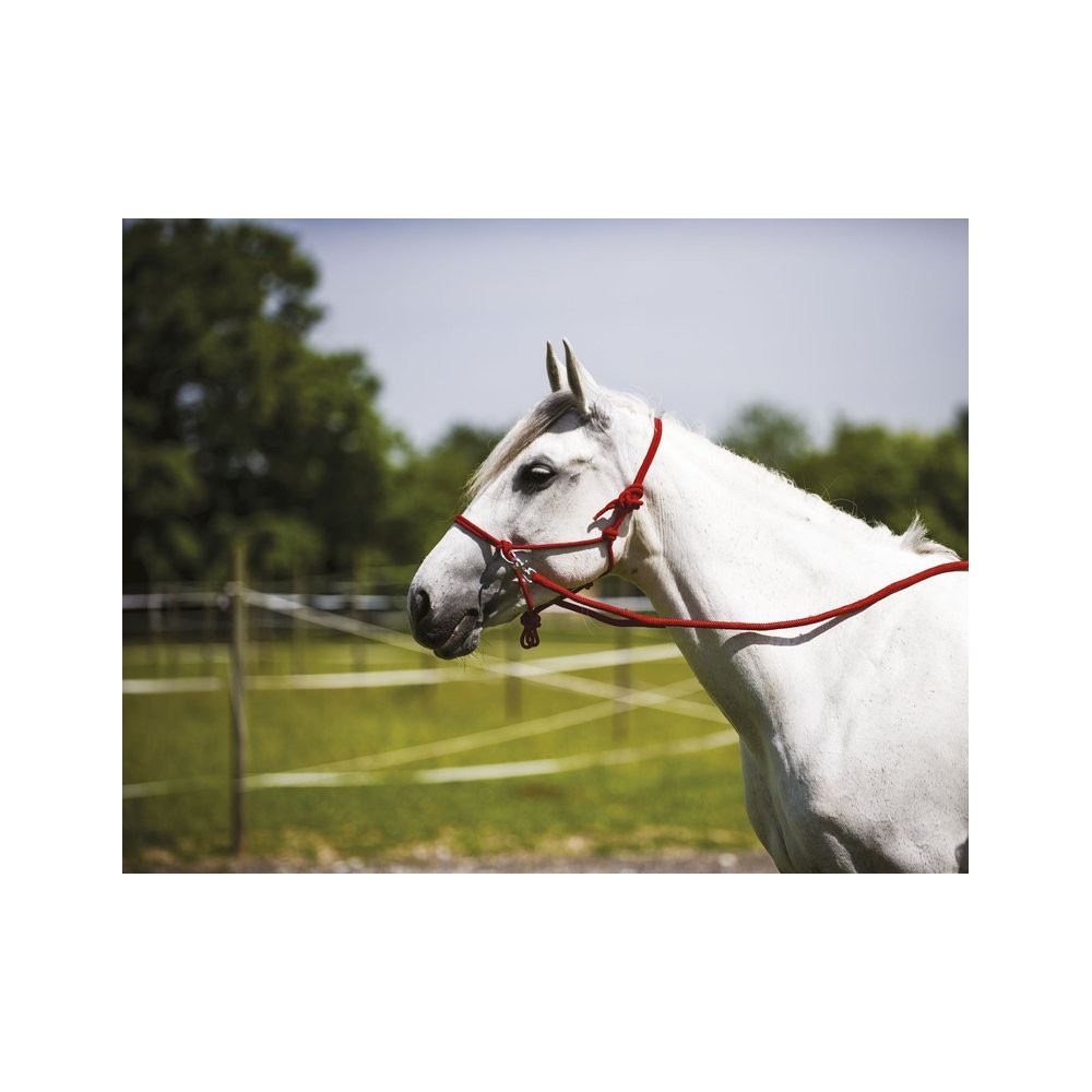 Licol Ethologique avec Renes