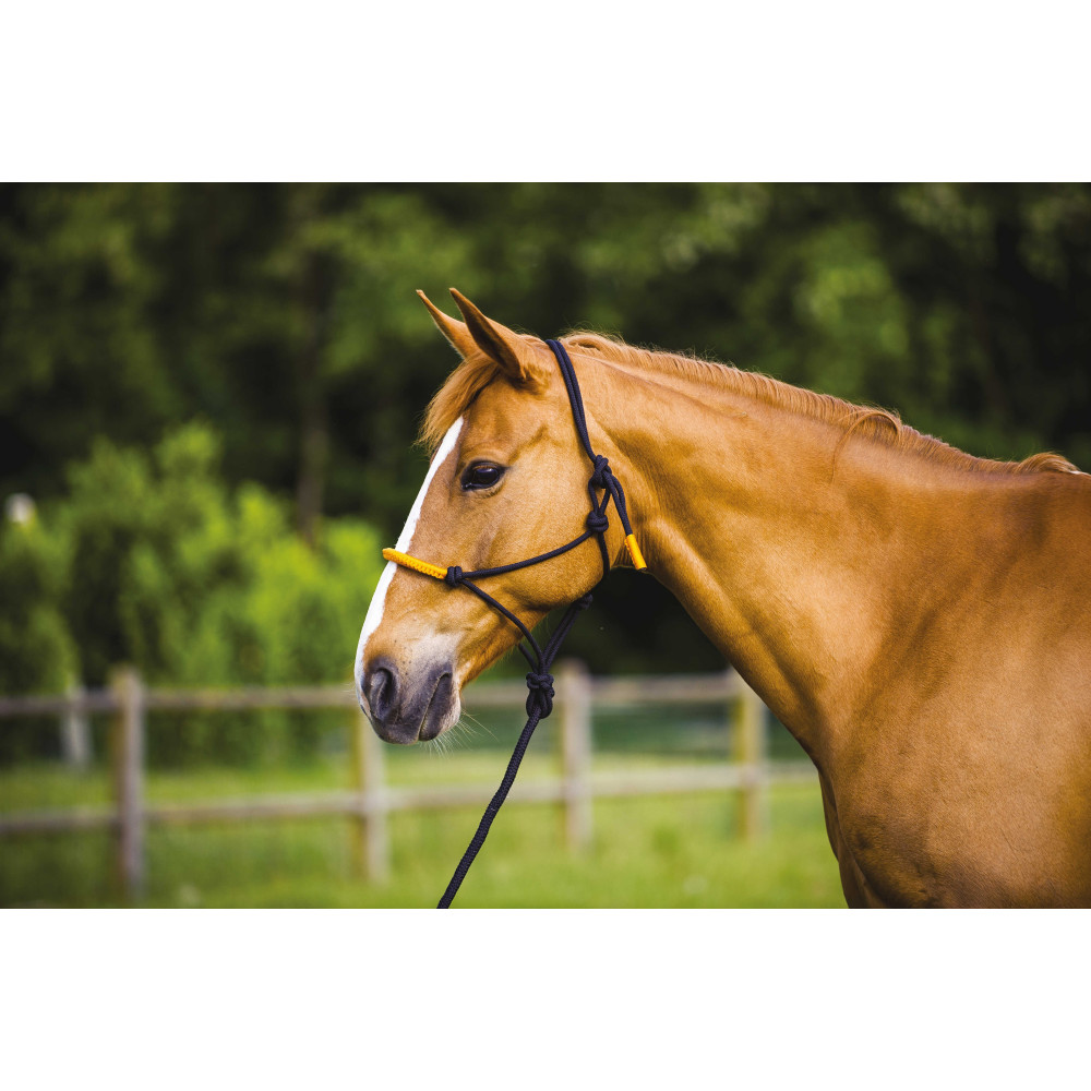 LICOL ETHOLOGIQUE + LONGE FUN COLOUR