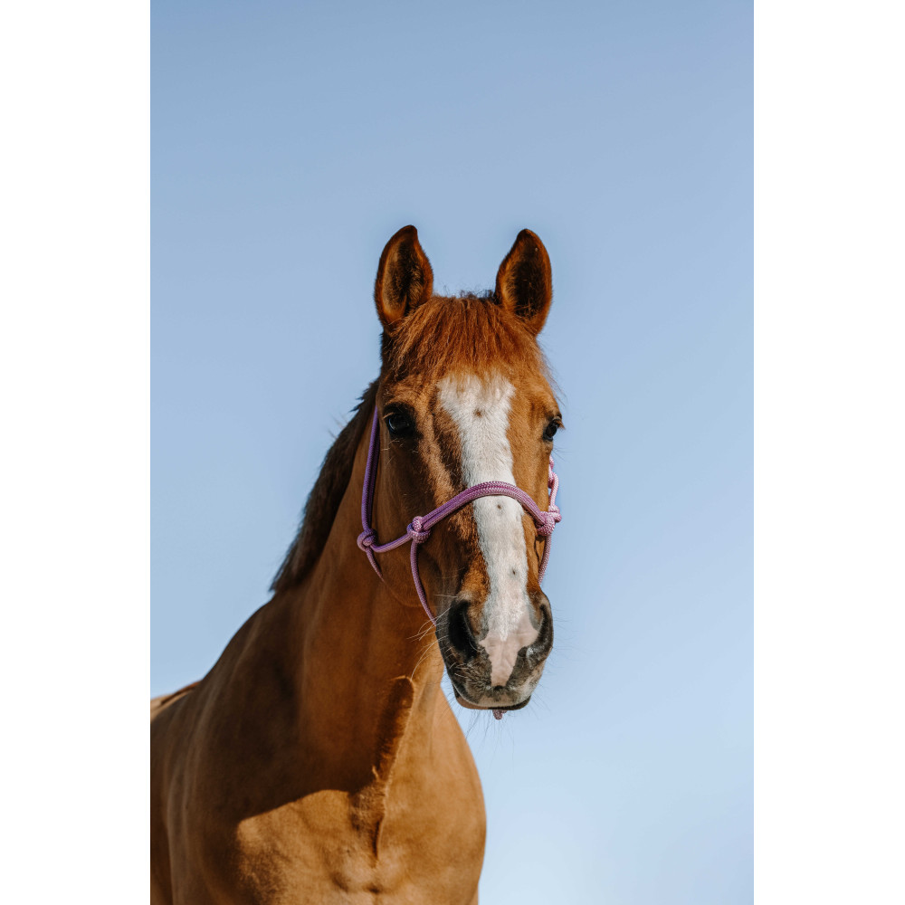 Licol éthologique Norton Glim