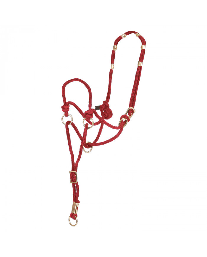 licol modèle 2020 Pool's