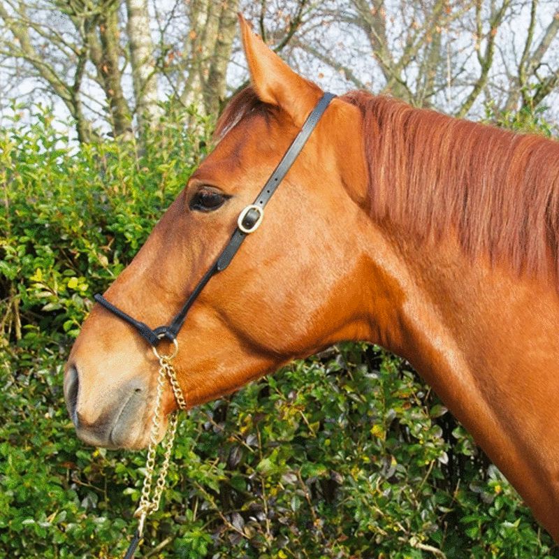 TdeT - Licol de présentation en cuir noir