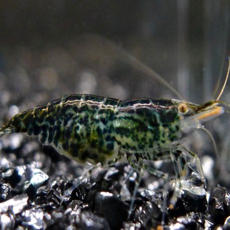 Neocaridina davidi green jade lot de 5