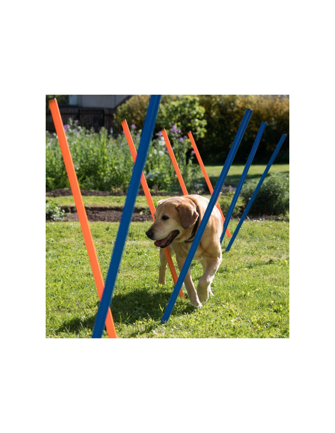 Parcours d'agilité 12 piquets slalom agility chien